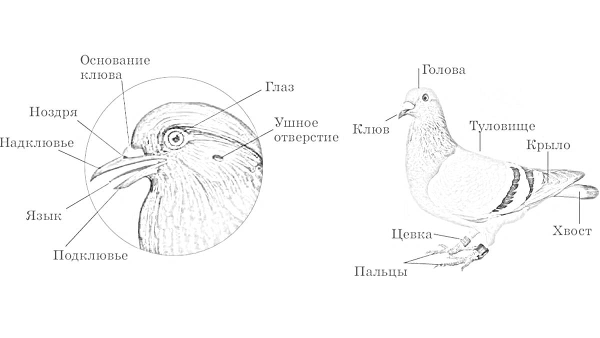 Раскраска строение птицы (клев, головы, туловища, крыльев, хвоста и лап)