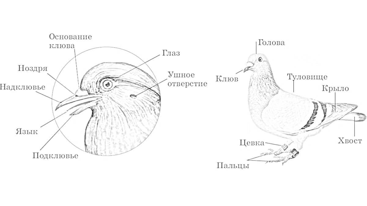 На раскраске изображено: Птица, Строение, Голова, Ухо, Ноздри, Глаза, Уздечка, Туловище, Хвост, Пальцы