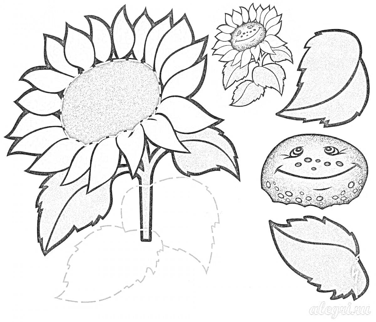 Раскраска Трафарет күнбағыстың суреті, күнбағыс басы, 4 жапырақ, күлімдеген беттің элементі