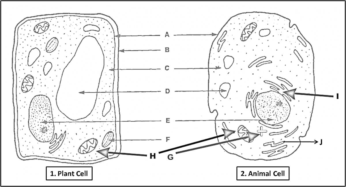 Раскраска Строение растительной и животной клетки