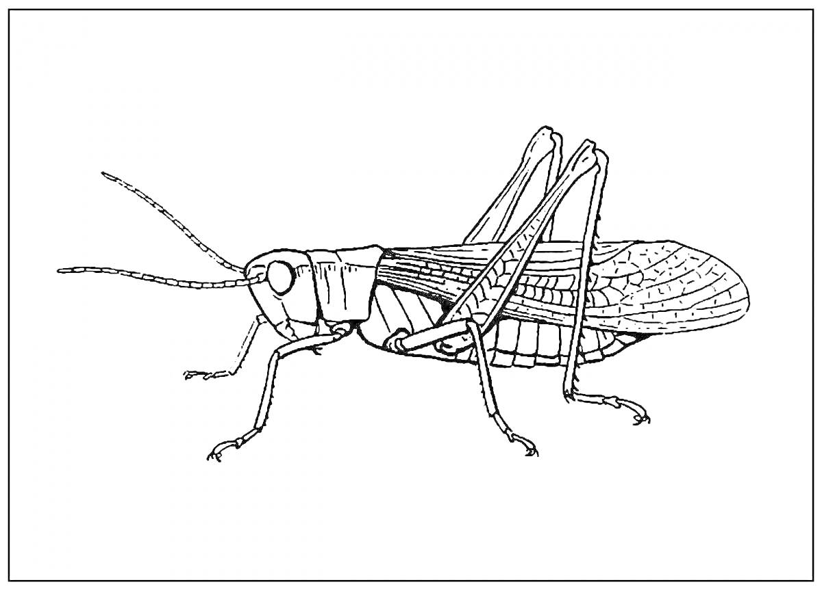 Раскраска Сверчок с лапками, усиками и крыльями