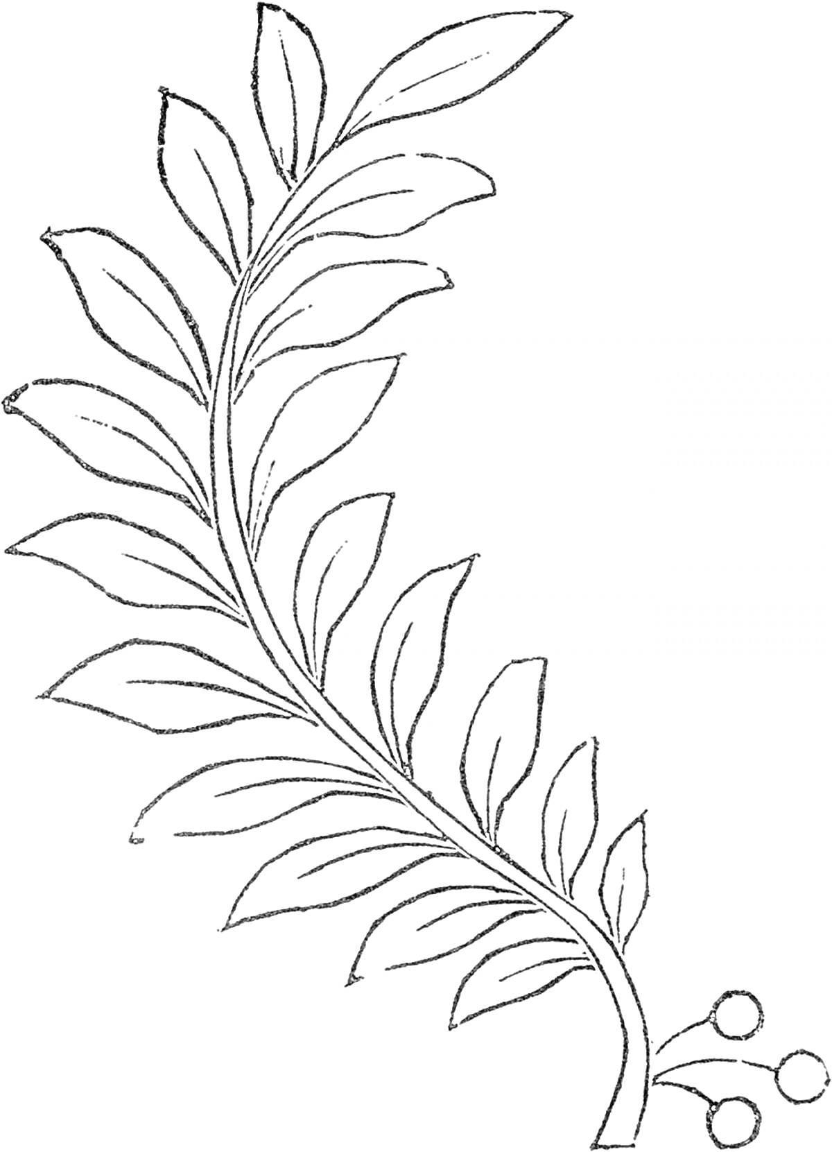 На раскраске изображено: Листья, Ягоды, Природа, Растения, Ветка, Контурные рисунки