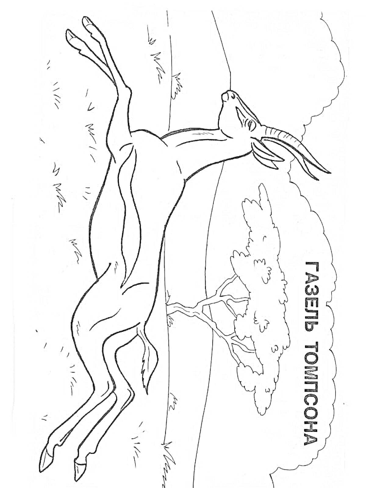 Раскраска Газель Томпсона на лугу с деревом и травой