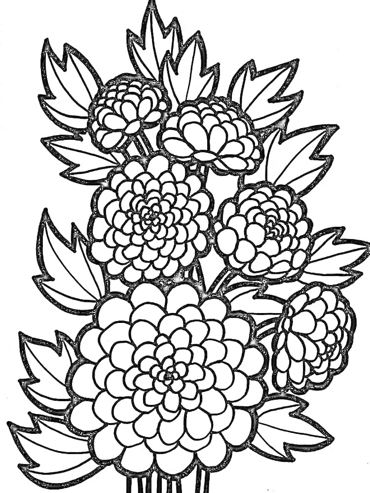 Раскраска Рисунок с хризантемами, состоящий из нескольких цветов с детализированными лепестками и листьями