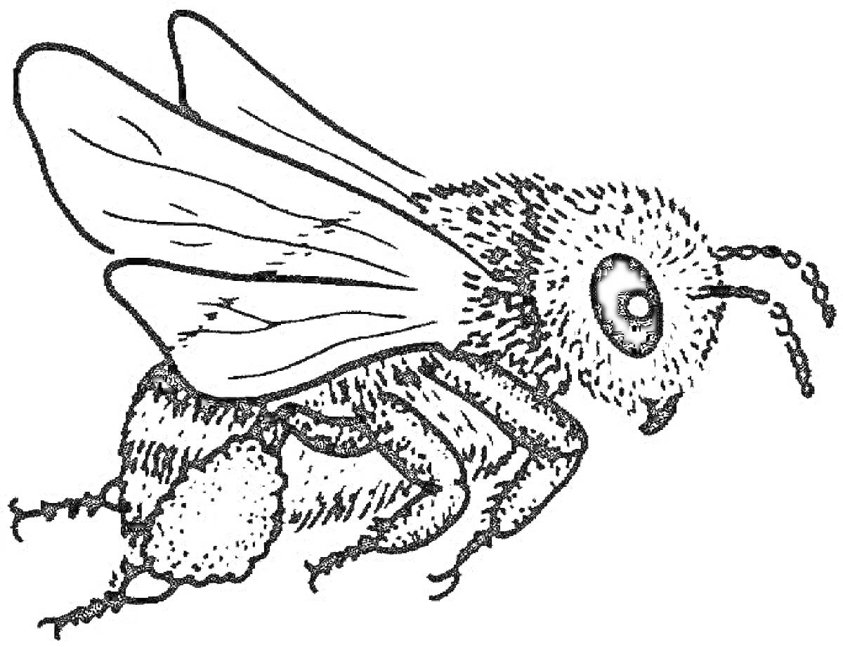 На раскраске изображено: Шмель, Для детей, Насекомое, Крылья