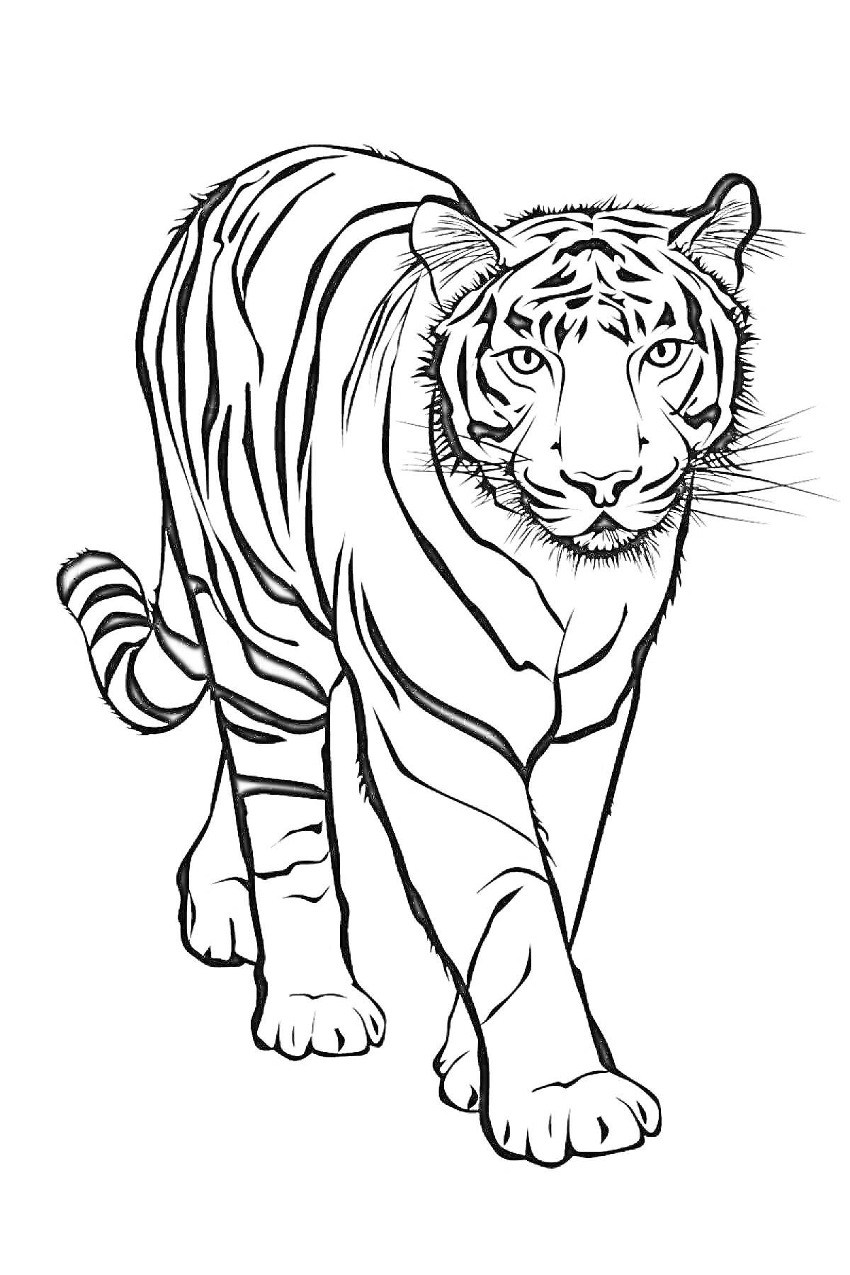 На раскраске изображено: Тигр, Животные, Ходьба, Природа, Хищники