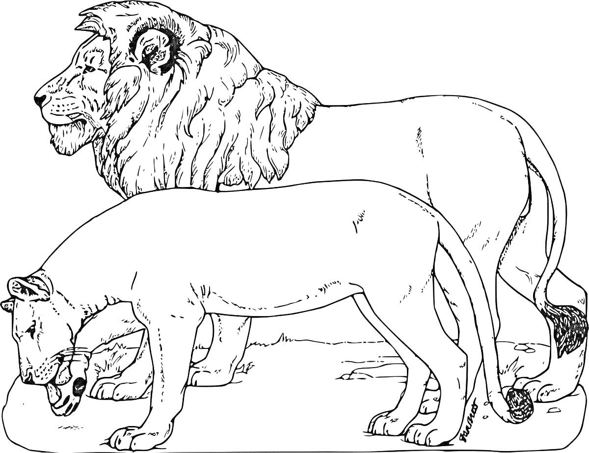 На раскраске изображено: Лев, Саванна, Природа, Африка, Для детей, Животные, Львы