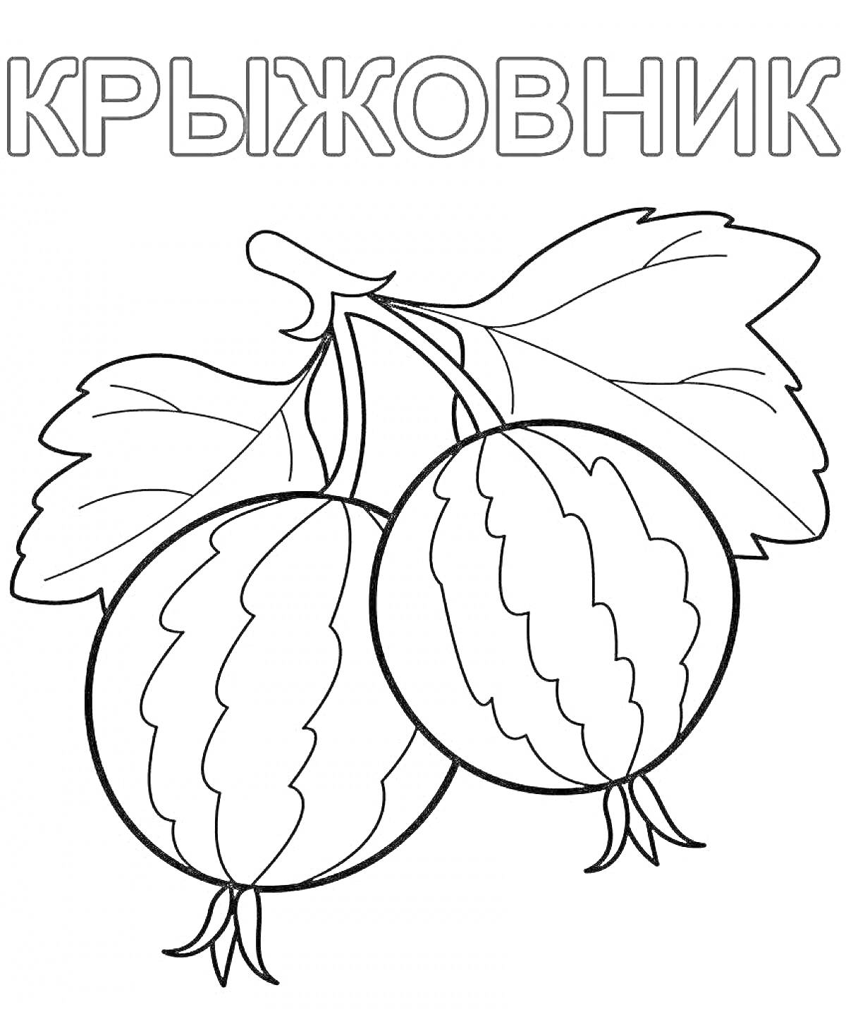 На раскраске изображено: Крыжовник, Ягоды, Фрукты, Овощи, Для детей, 4 года, 5 лет, Листья