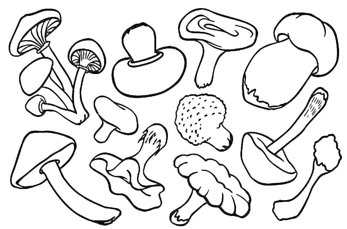 Раскраска Набор различных грибов: гриб с раскрытой шляпкой, гриб с закругленной шляпкой, плоский гриб, гриб с длинным стеблем и маленькой шляпкой, гриб с коротким толстым стеблем, гриб с неровной поверхностью, гриб с большой шляпкой и тонким стеблем.