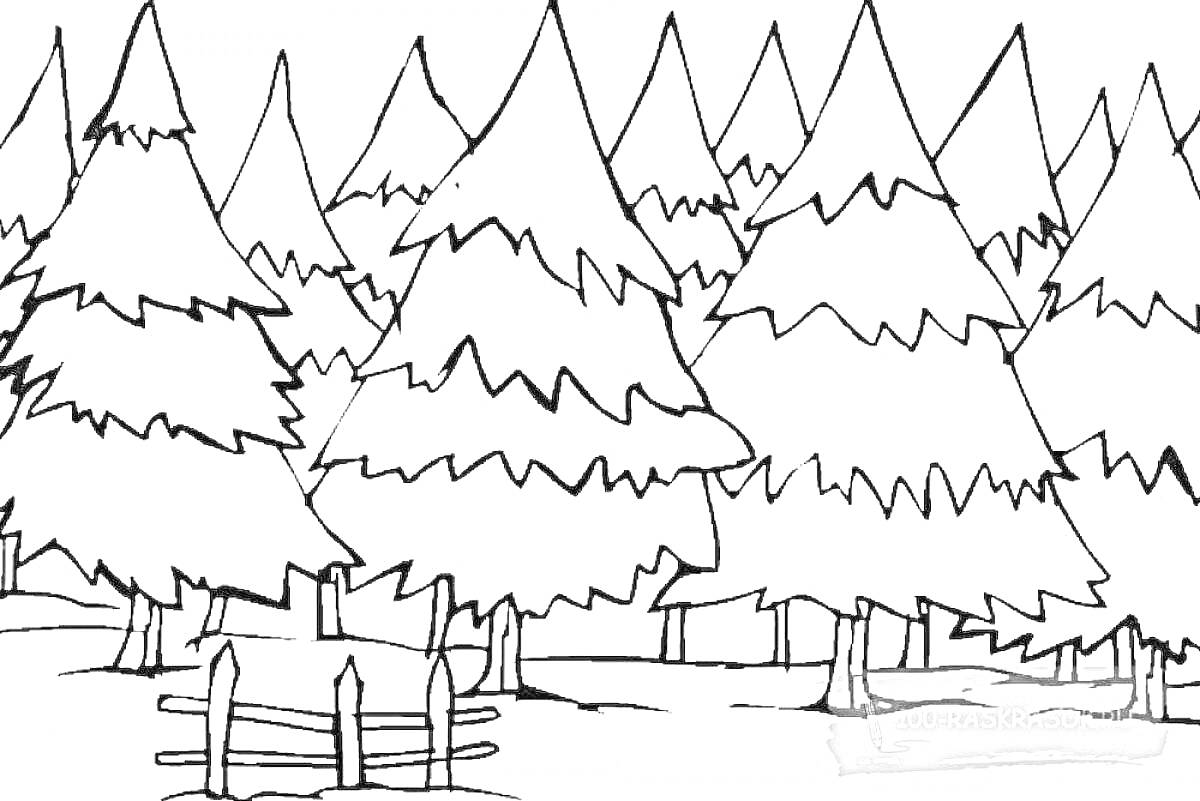 Раскраска Лес из елей с заборчиком и ручьем