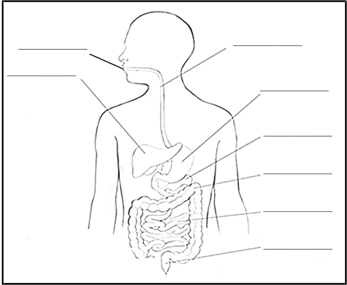 Раскраска Схема пищеварительной системы человека с пустыми местами для подписей