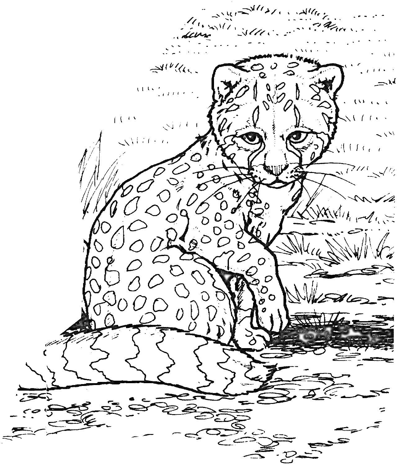 Раскраска Гепард, сидящий на камне среди травы