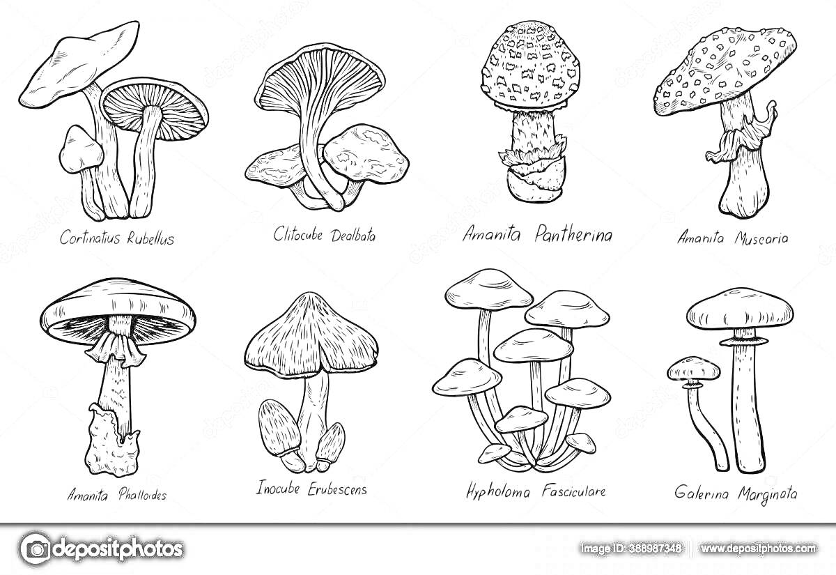 Съедобные грибы — Cantharellus Cibarius, Clitocybe Dealbata, Amanita Rubescens, Amanita Muscaria, Amanita Pantherina, Suillus Luteus, Hypholoma Fasciculare, Entoloma Livide