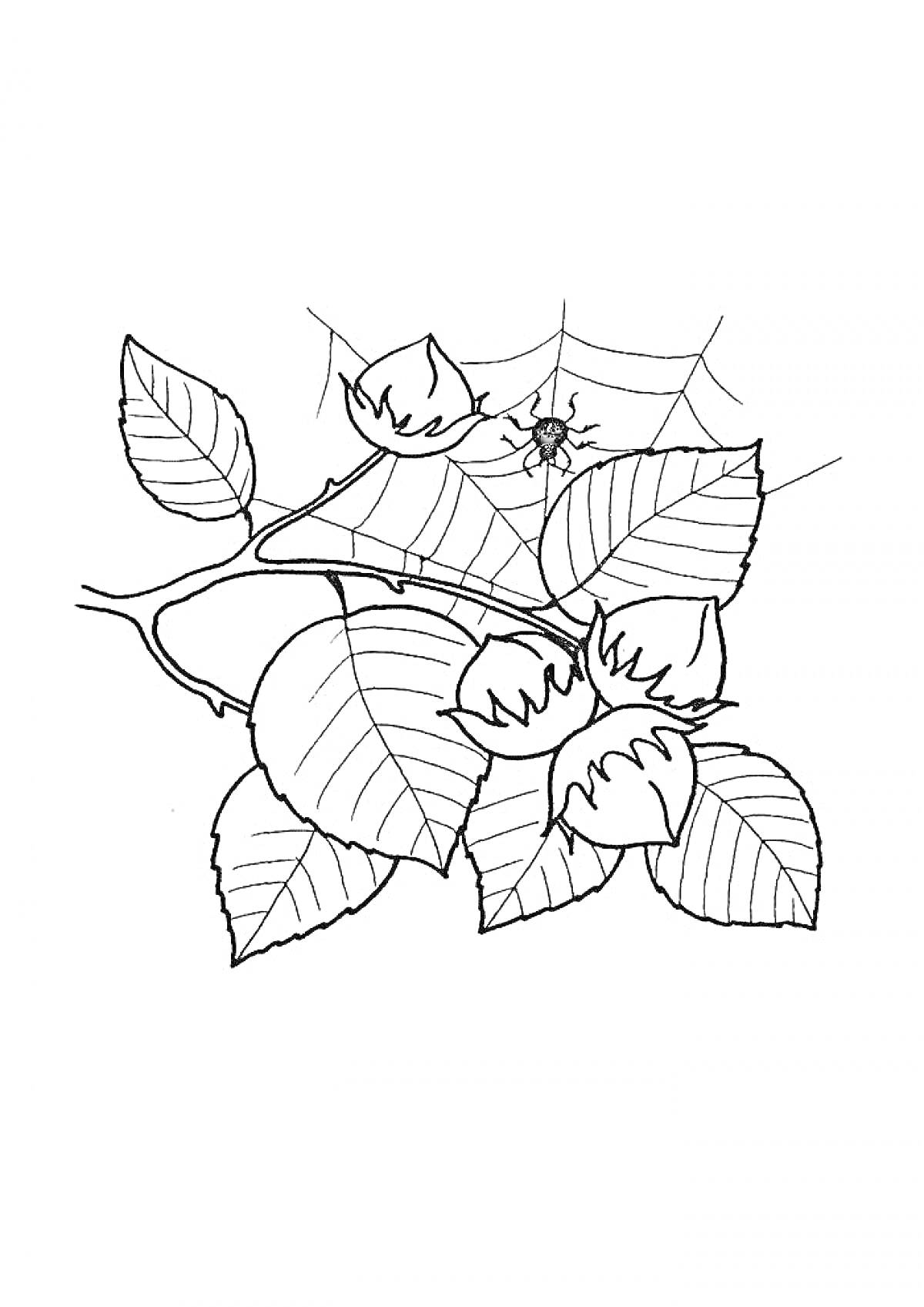 Раскраска Лесной орех на ветке с листьями и паутинкой