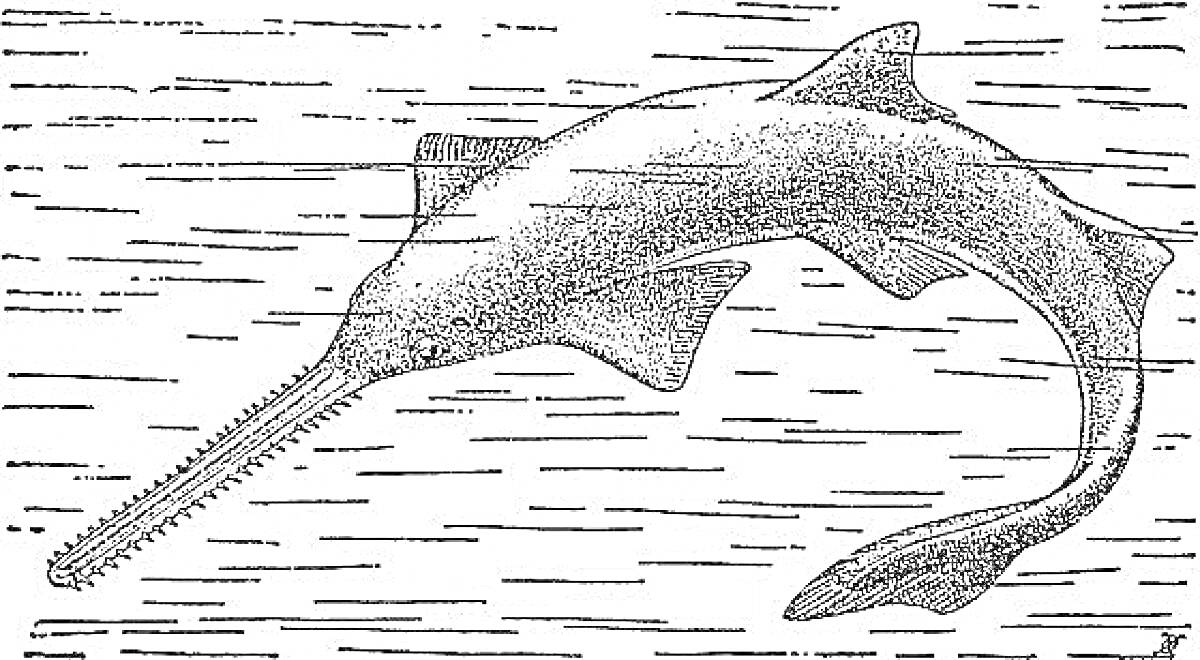 На раскраске изображено: Водные животные, Морская жизнь, Морская фауна, Подводный мир, Творчество