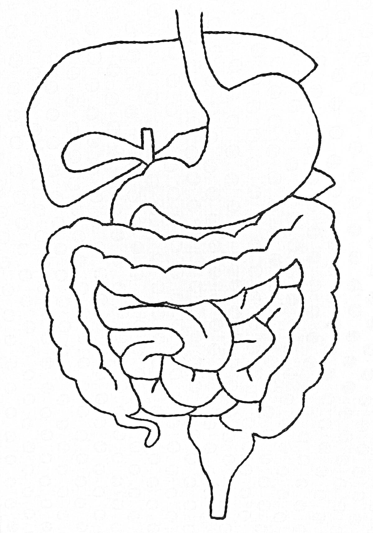 На раскраске изображено: Органы, Анатомия, Печень, Желудок, Кишечник, Аппендикс