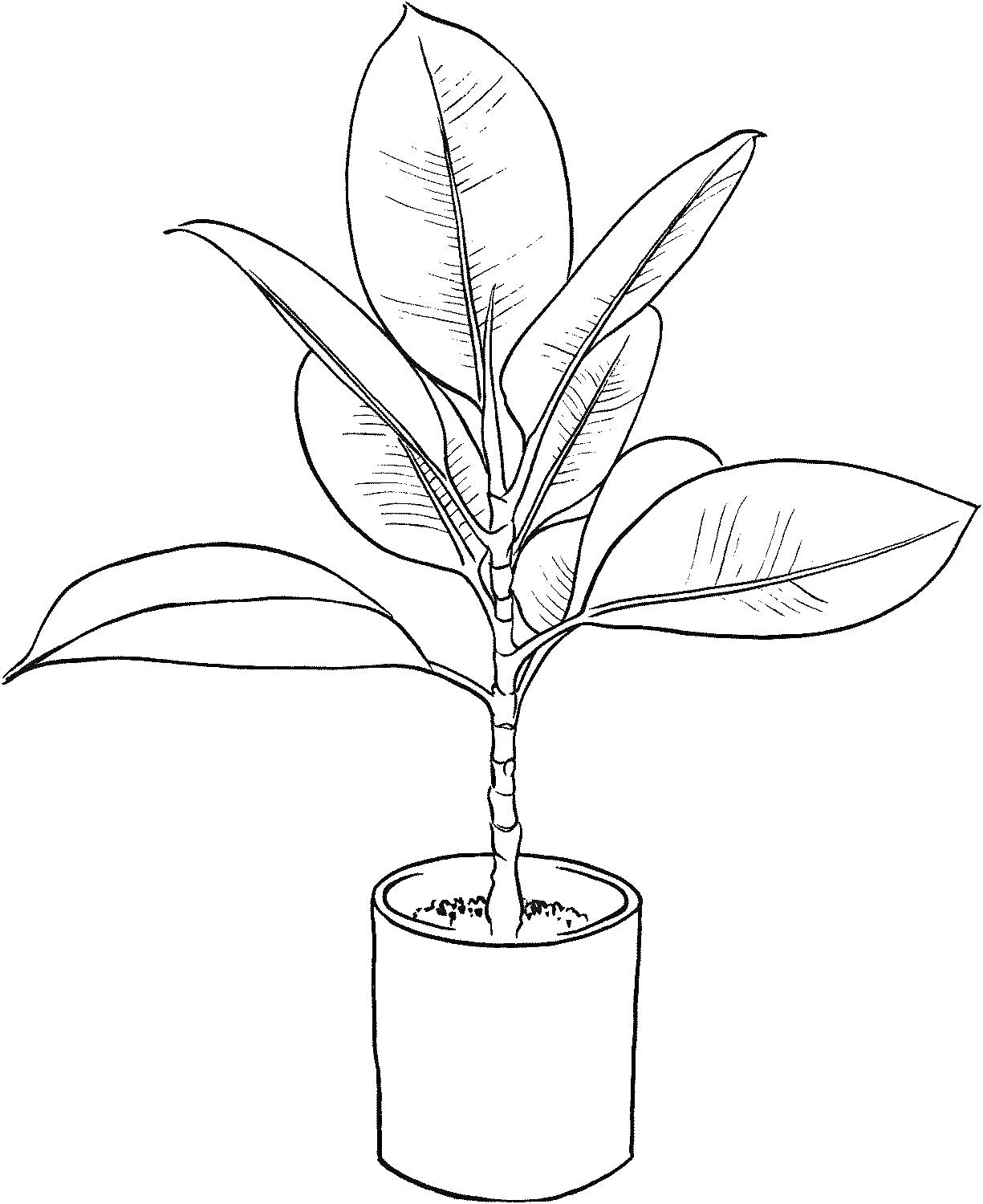 Раскраска Комнатное растение в горшке с большими овальными листьями