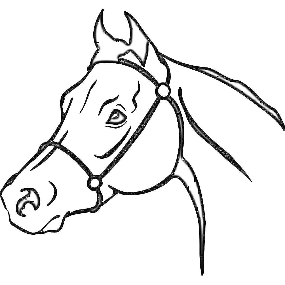 На раскраске изображено: Лошадь, Голова, Уздечка