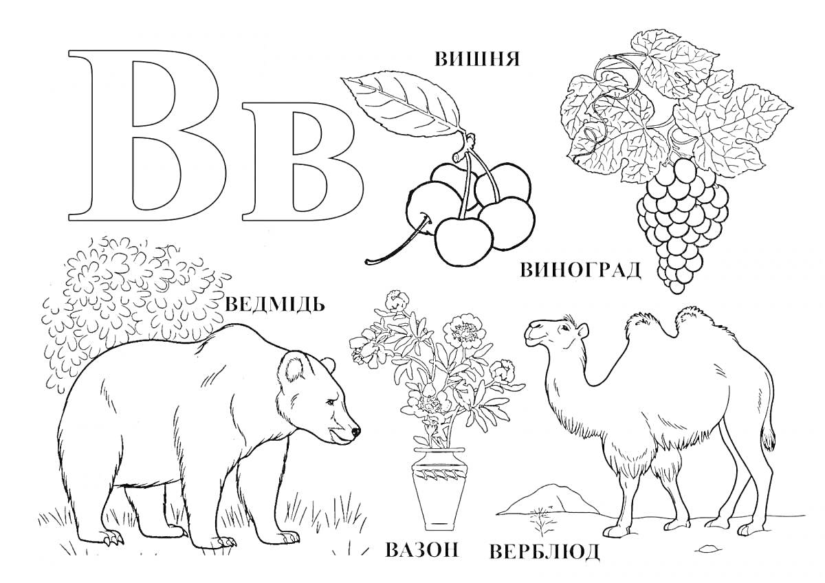 Раскраска В - вишня, виноград, верблюд, ваза с цветами, вазон, ветка, ведмедь (медведь)