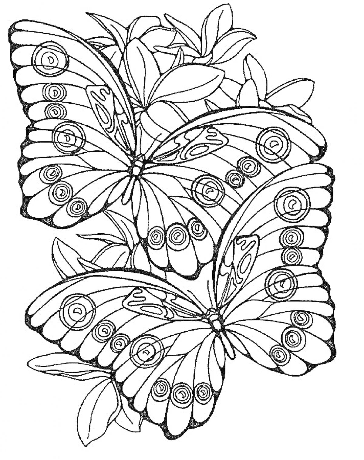 На раскраске изображено: Листья, Природа, Насекомое, Бабочка
