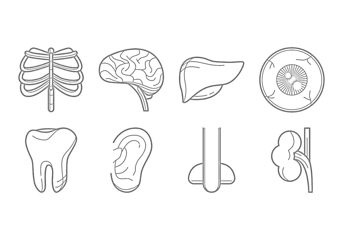 На раскраске изображено: Рёбра, Мозг, Печень, Ухо, Почка, Органы человека, Анатомия, Обучение, 2 класс