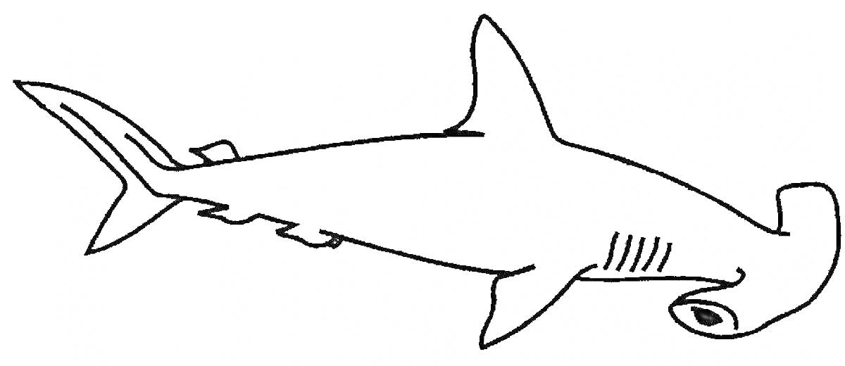 Раскраска Акулья раскраска: рыба молот с плавниками, жаберными щелями и хвостом