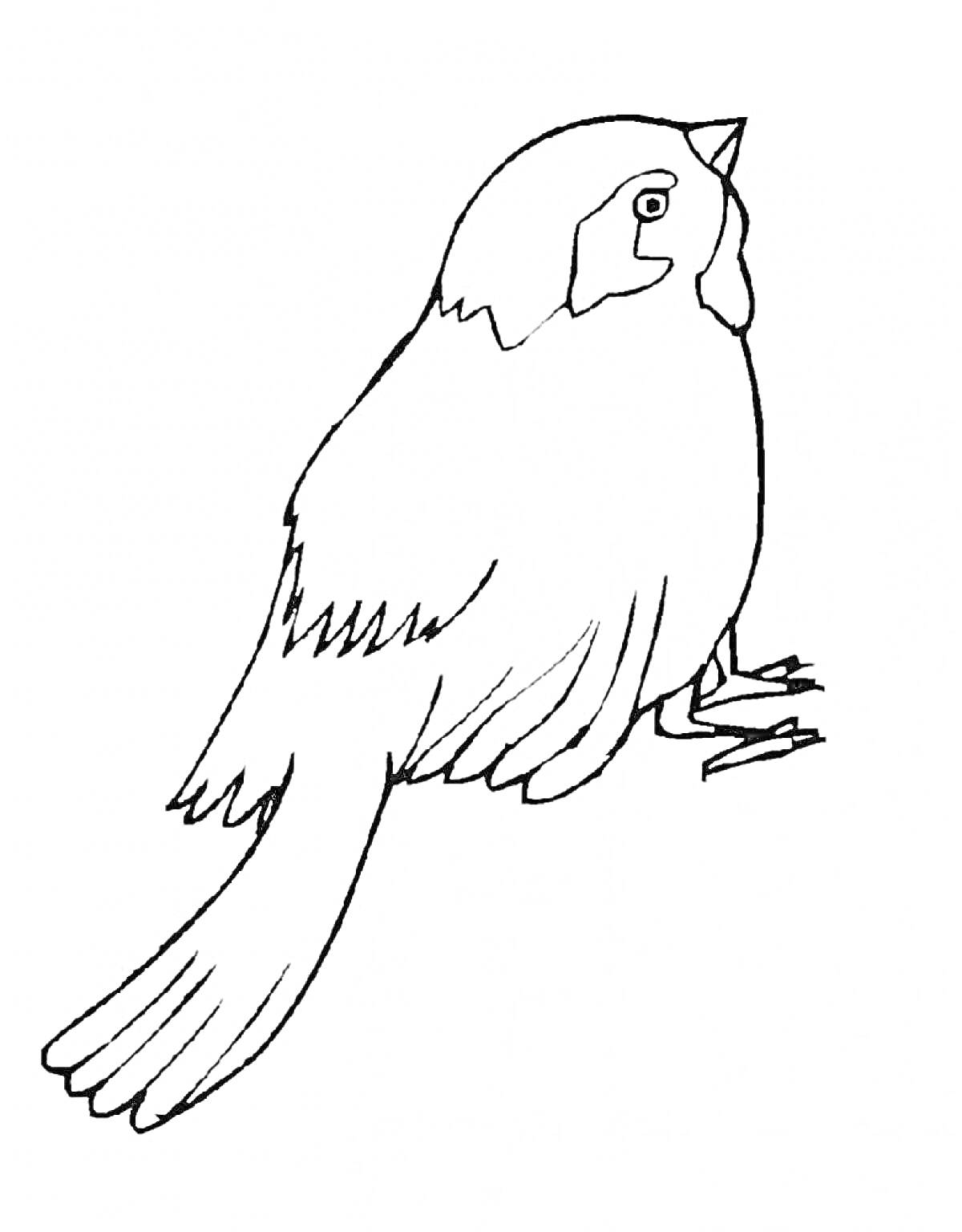 На раскраске изображено: Воробей, Птица, Боковой вид, Крылья, Хвост, Клюв, Контурные рисунки