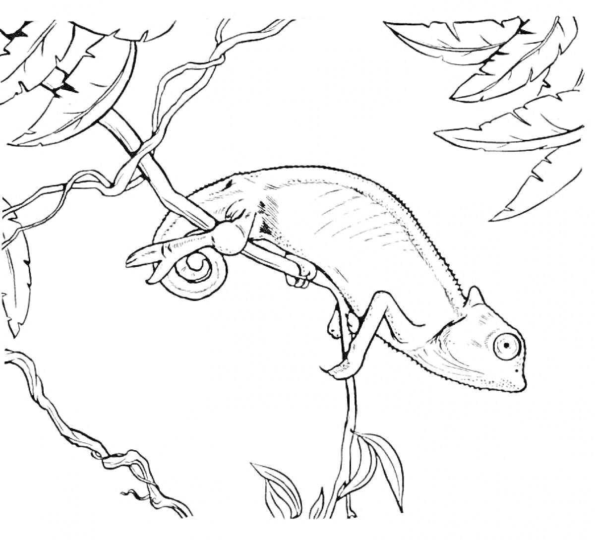 Раскраска Хамелеон на ветке с листьями