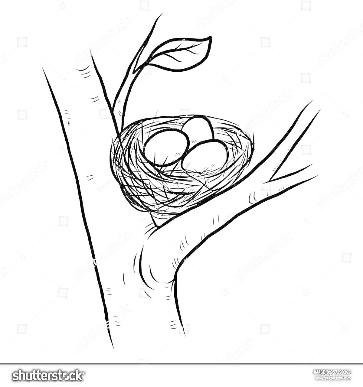 На раскраске изображено: Гнездо, Ветка, Яйца, Природа