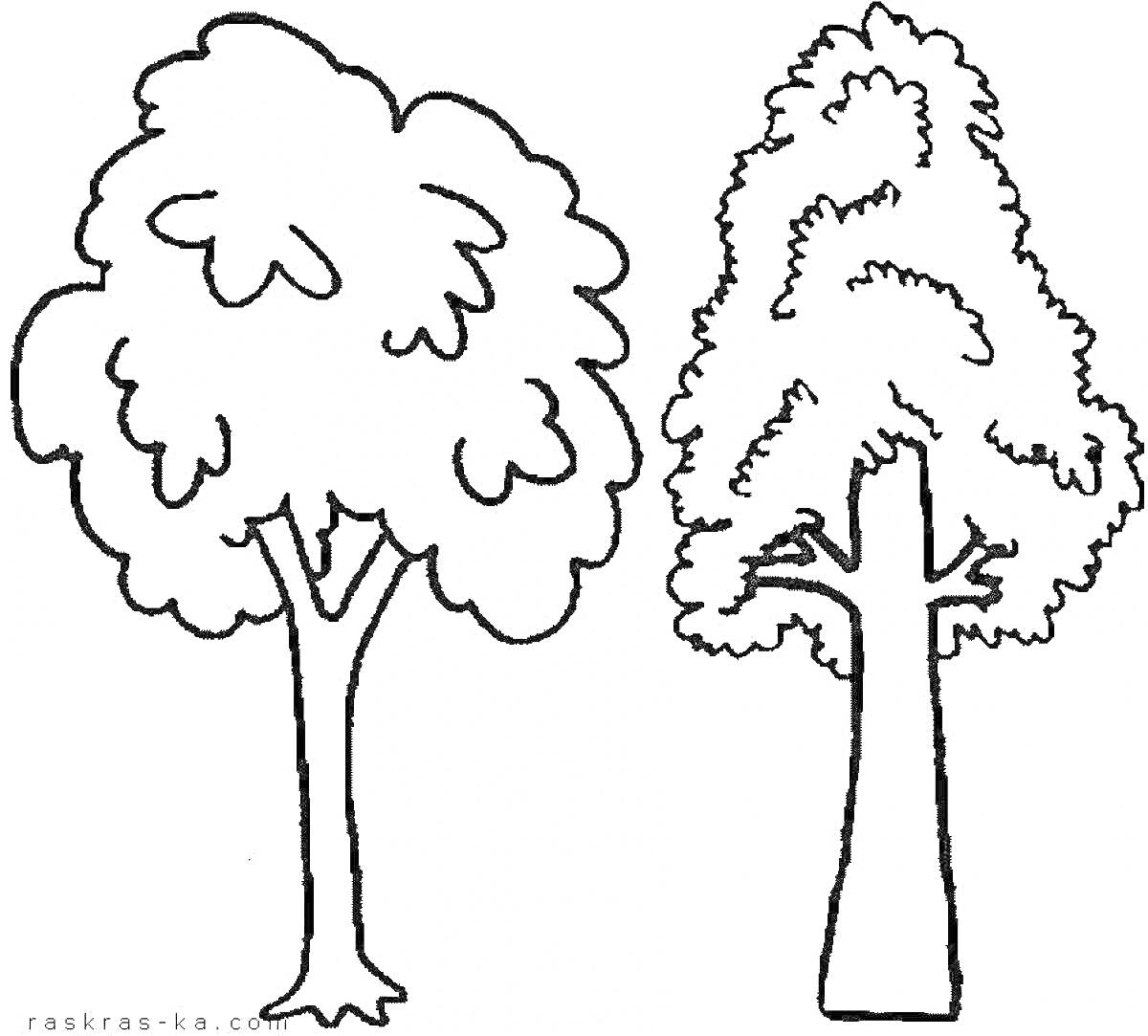 Раскраска Раскраска с двумя деревьями для детей, одно лохматое с закругленной кроной, другое стройное с остроконечной кроной