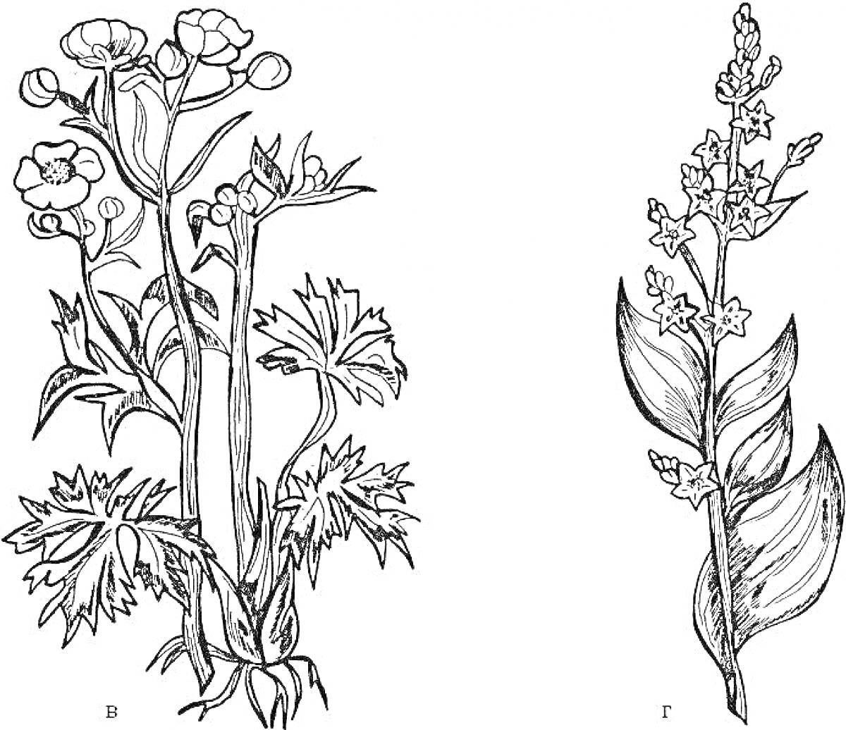 Раскраска ядовитые растения: растение слева — вех ядовитый, растение справа — ландыш майский