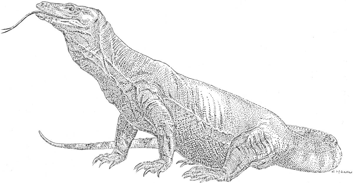 Раскраска Комодский варан с длинным языком
