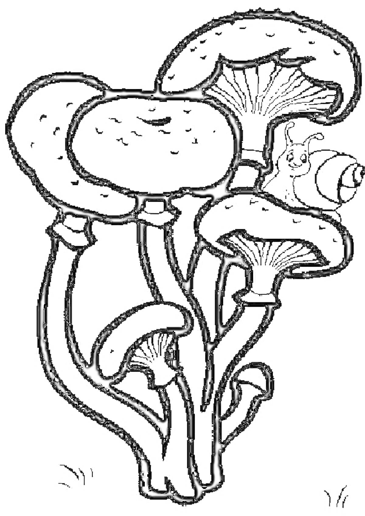 Раскраска Опята ложные и улитка на грибах