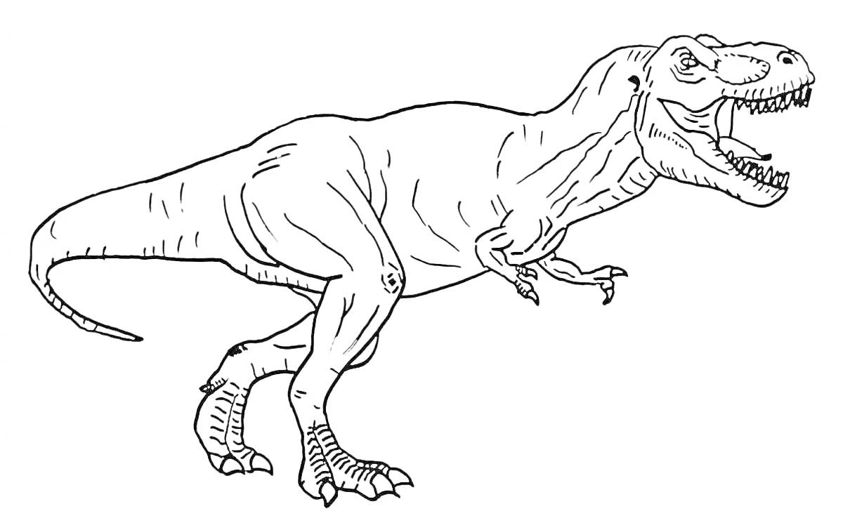 На раскраске изображено: Динозавр, Животные, Рептилии, Тираннозавр Рекс, Хищники, Древние животные