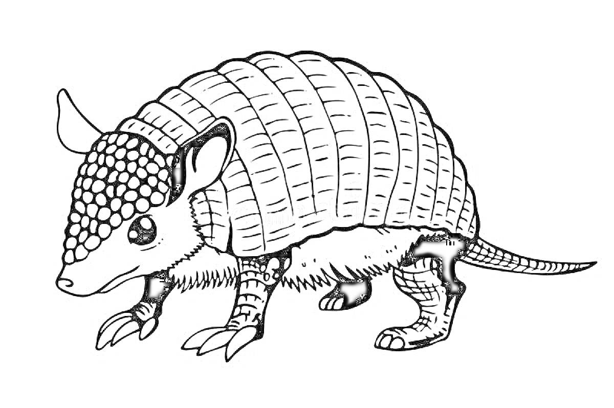 На раскраске изображено: Броненосец, Панцирь, Лапы, Голова, Хвост