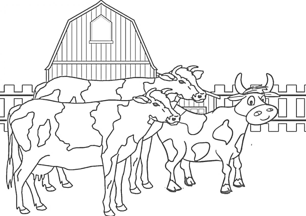 Раскраска Коровы на ферме у хлева и забора
