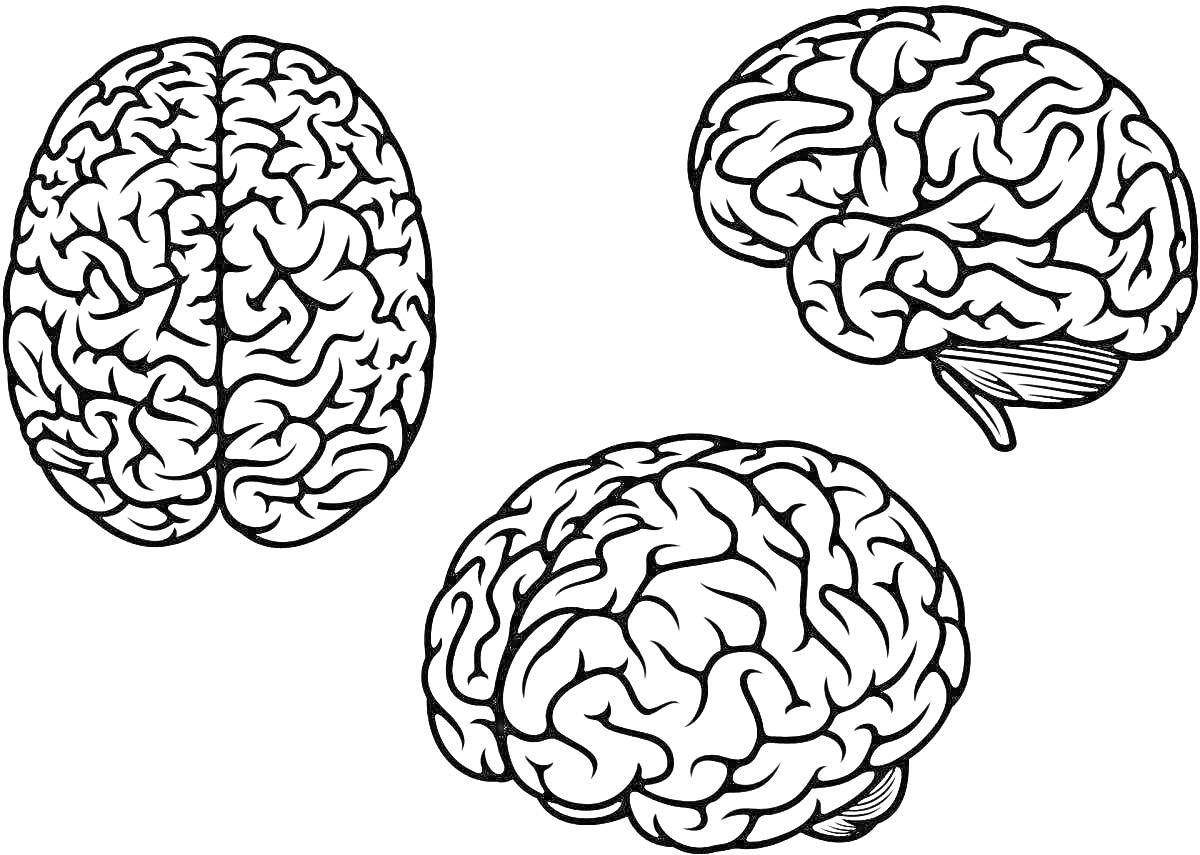 Раскраска Три варианта изображения человеческого мозга: вид сверху, вид сбоку справа (верхний мозг), вид сбоку справа (нижний мозг)