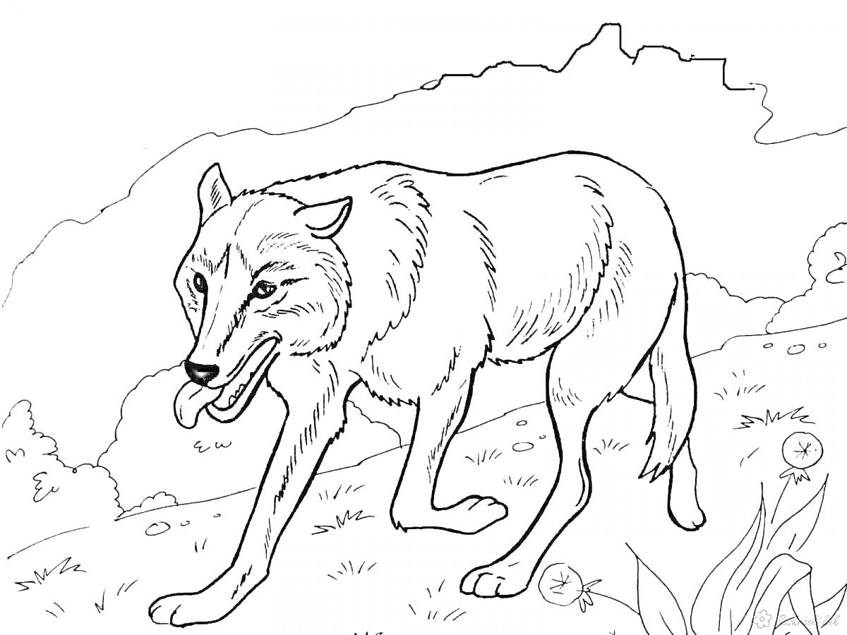Раскраска Волк в горах, на фоне природы с растительностью