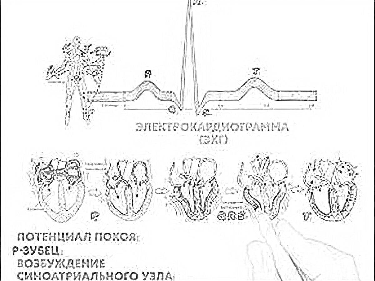 Электрокардиограмма (ЭКГ), потенциаль покоя, P-зубец, возбуждение синусового узла, структура сердца