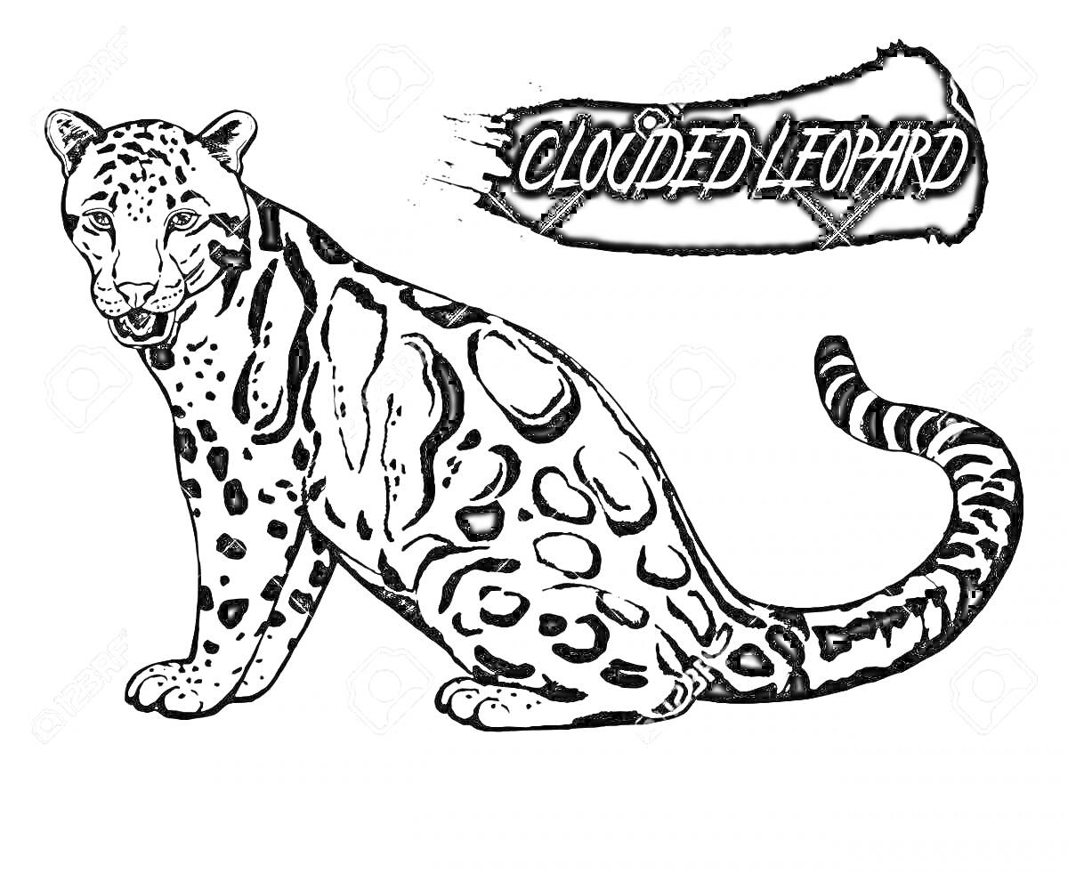 Раскраска дымчатый леопард с надписью 
