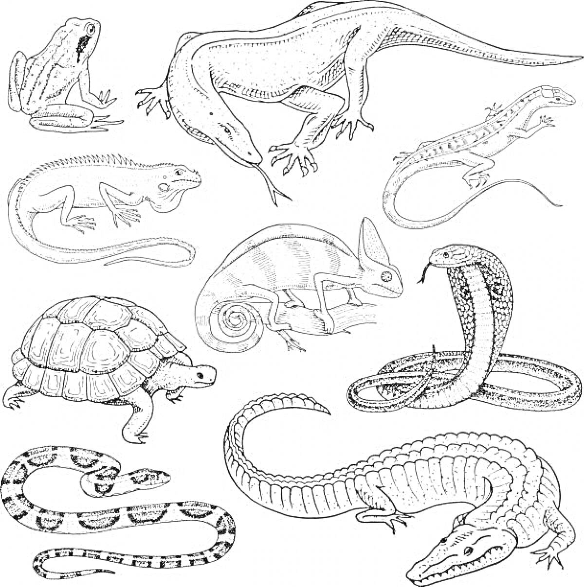 На раскраске изображено: Хамелеон, Черепаха, Аллигатор, Рептилии, Природа, Животные, Змеи, Лягушки, Ящер