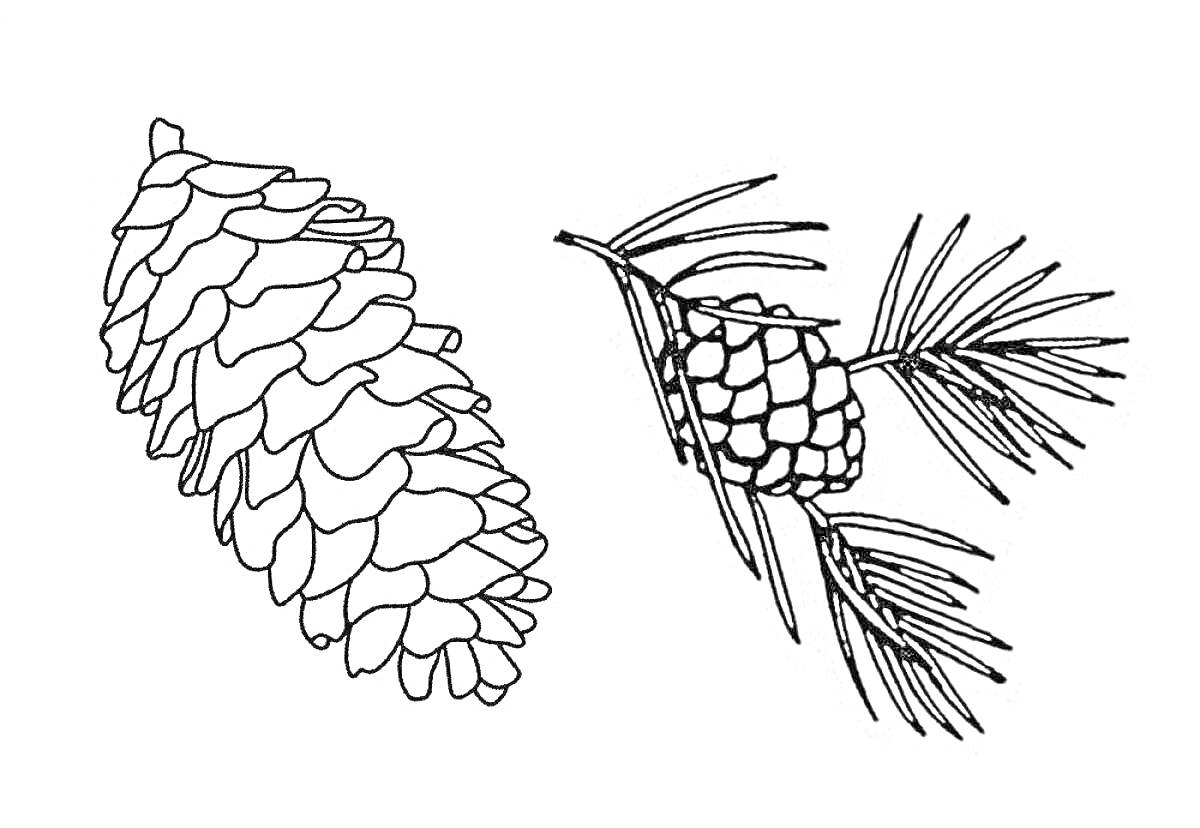 Раскраска ветка ели с шишкой и отдельной шишкой