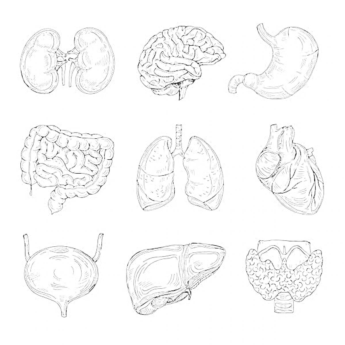 На раскраске изображено: Органы человека, Почки, Мозг, Желудок, Кишечник, Легкие, Мочевой пузырь, Печень