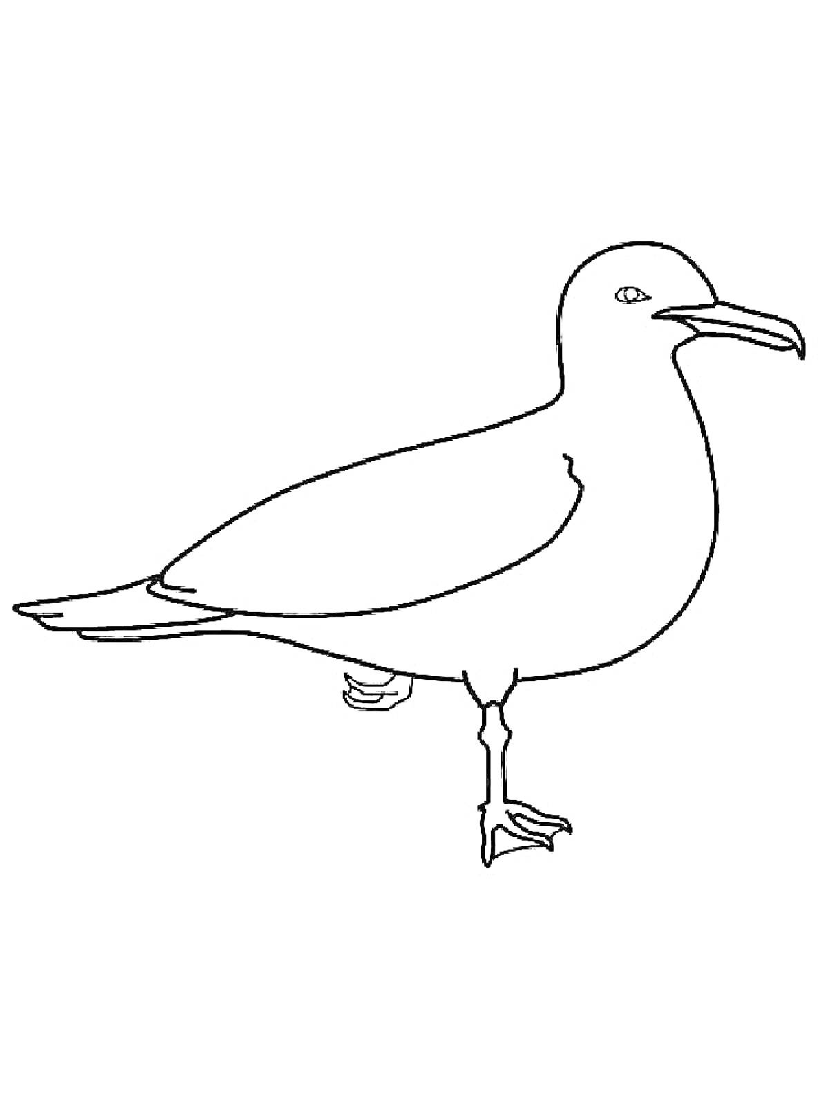 На раскраске изображено: Птица, Стоящая птица, Контурные рисунки, Чайки