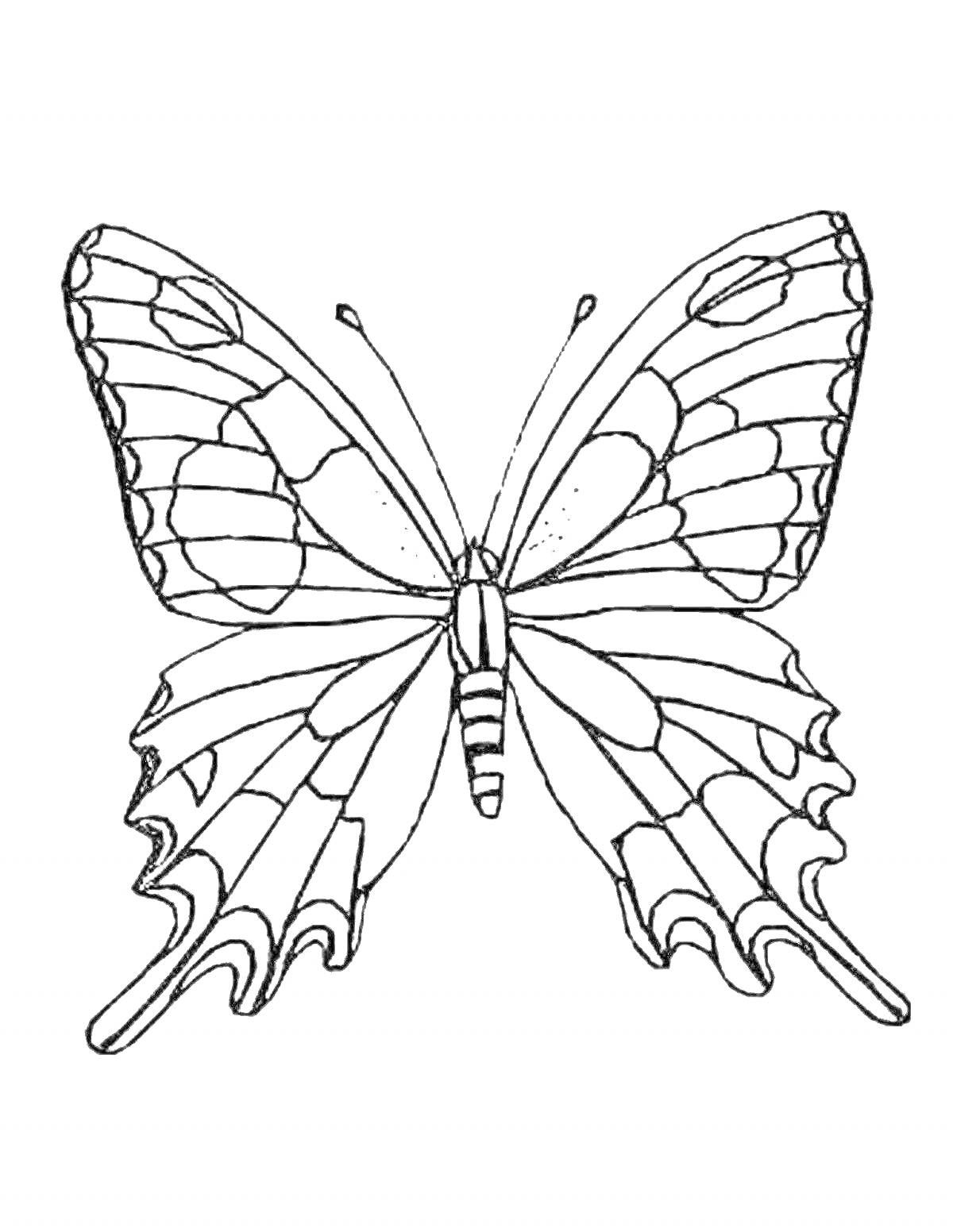 Раскраска Раскраска бабочка с детализированными крыльями