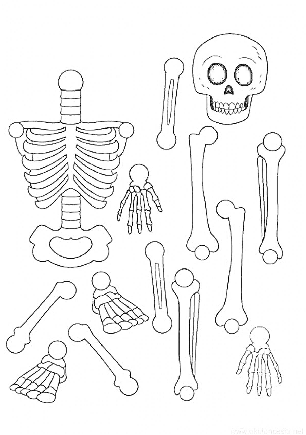 Раскраска части скелета человека (череп, грудная клетка, тазовая кость, кости верхних и нижних конечностей)