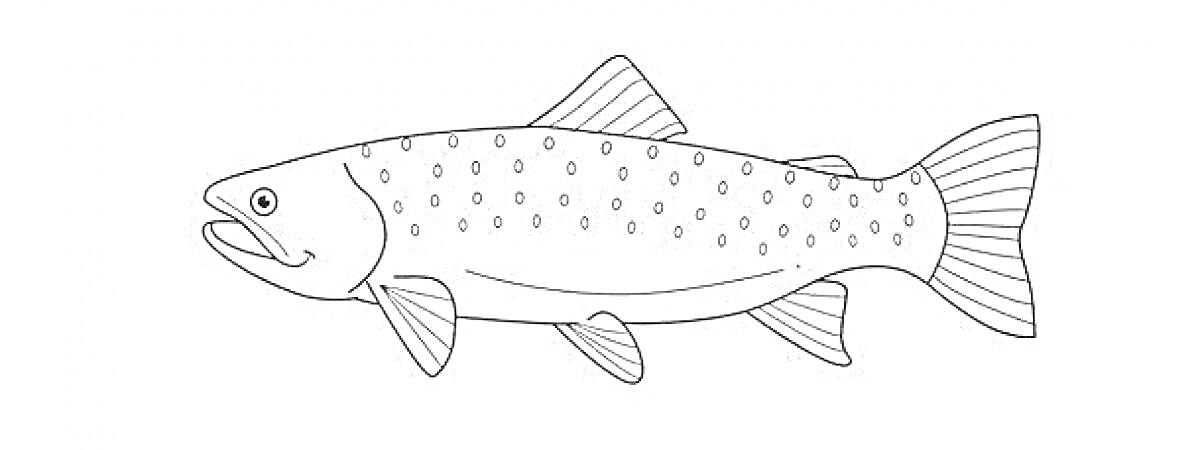 Раскраска Контурная раскраска форели с плавниками и пятнами на теле