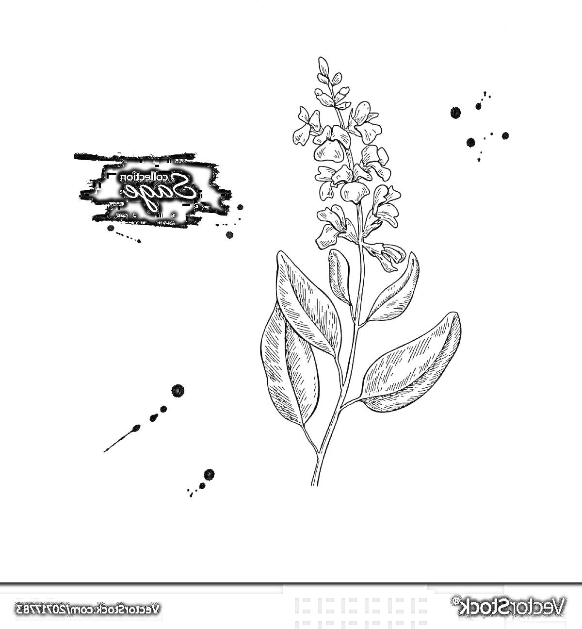 На раскраске изображено: Шалфей, Листья, Цветы, Набросок, Чернила, Ботаника, Аромат, Графика