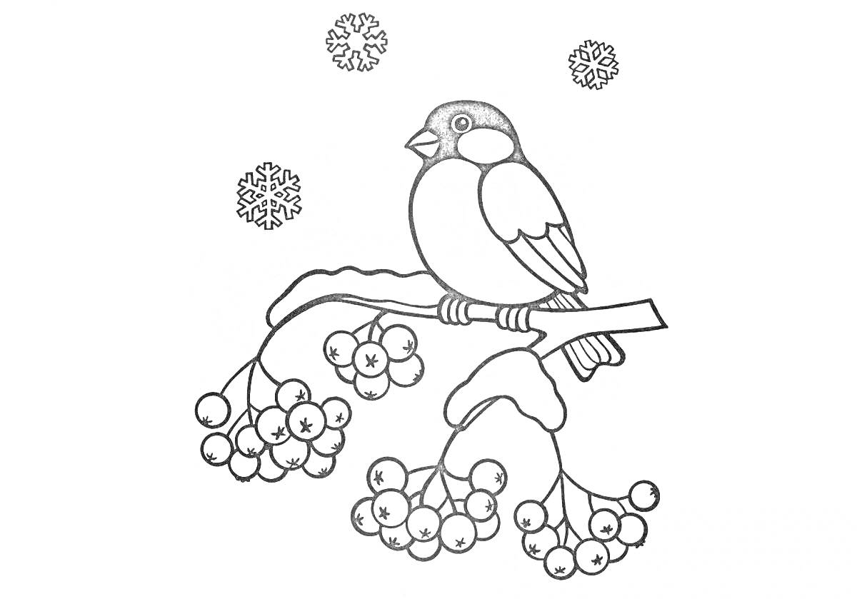 На раскраске изображено: Снегирь, Ветка рябины, Ягоды, Снежинки, Зима, Птица, Снег