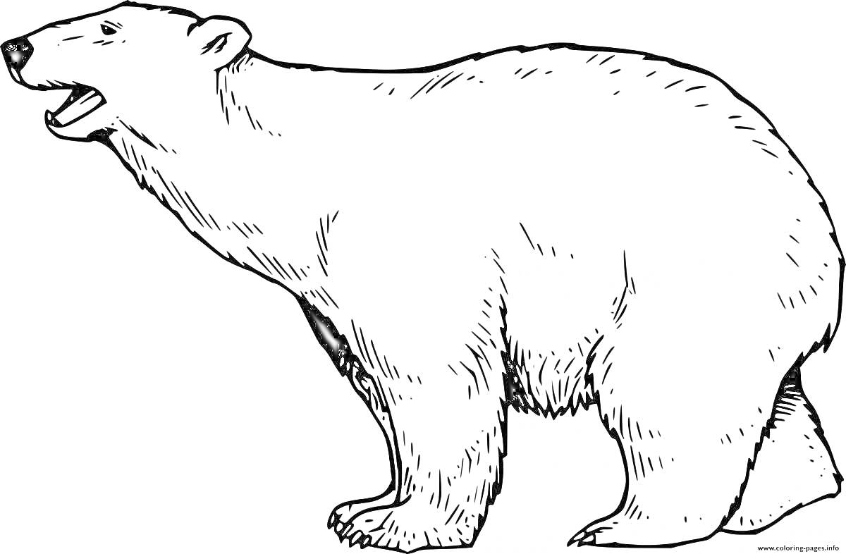 На раскраске изображено: Белый медведь, Для детей, Арктика, Медведь